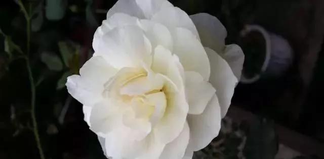 100种玫瑰图片大全,100种玫瑰鲜花你认识吗