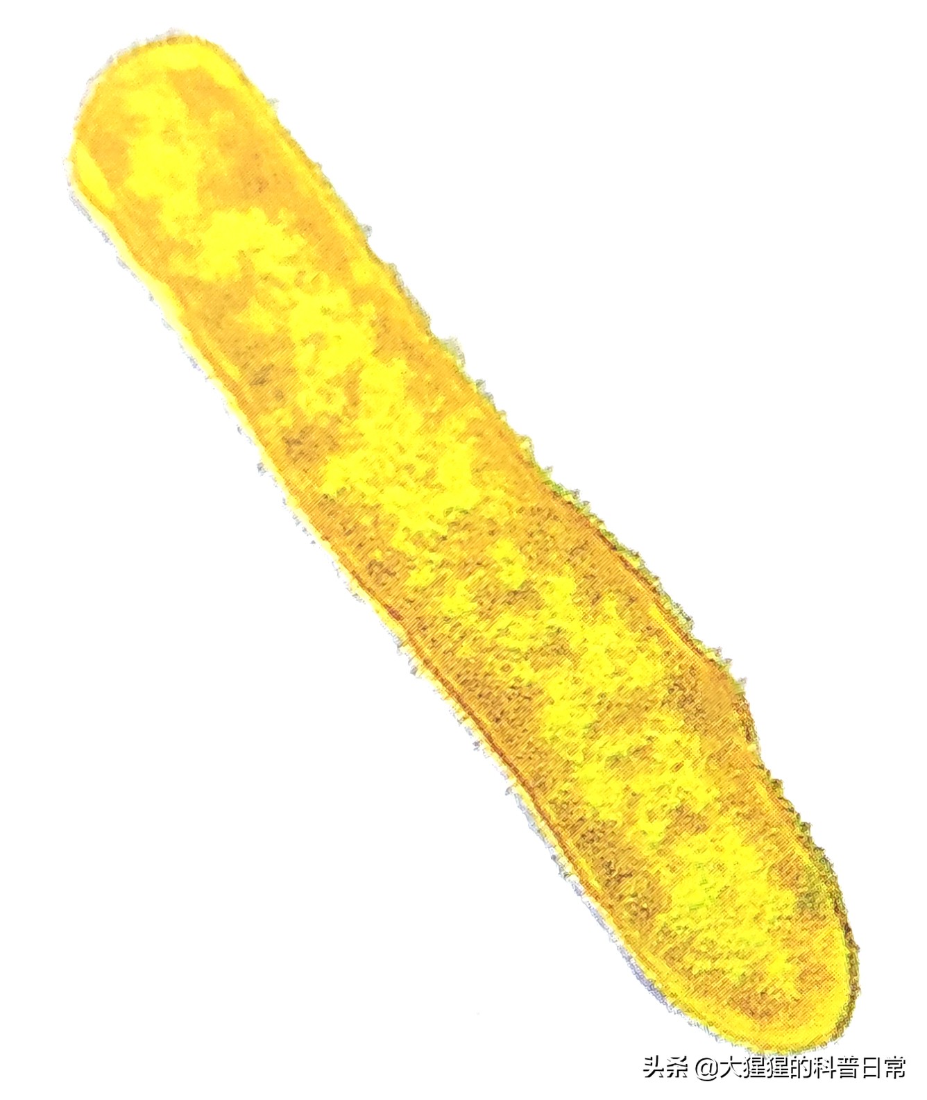 微生物原核生物,微生物照片原核生物