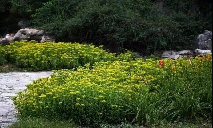 好看又好打理的庭院植物,适合小花园的景观植物