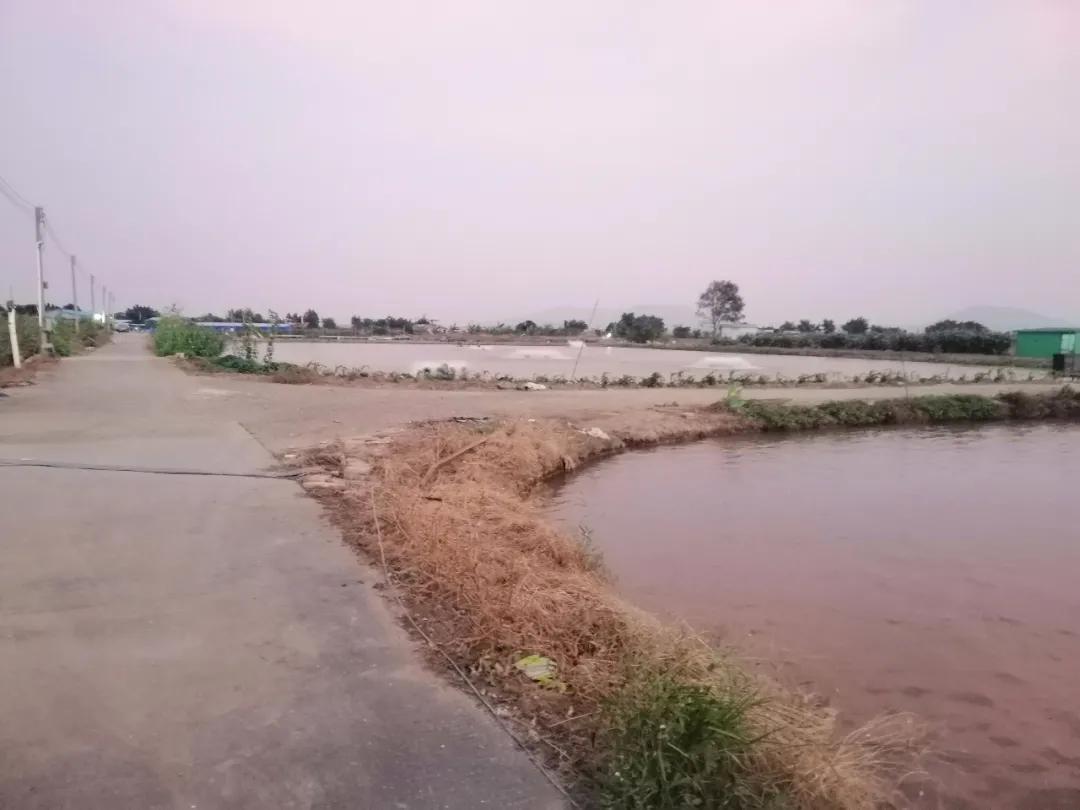 叉尾鮰养殖喂什么,叉尾鮰鱼的自养方法