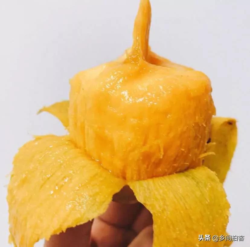 海南产地直发贵妃芒,海南产地树熟贵妃芒