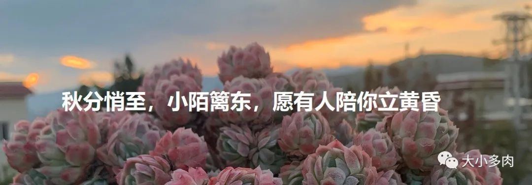 乒乓福娘锦的繁殖方法,乒乓福娘可以叶插繁殖吗