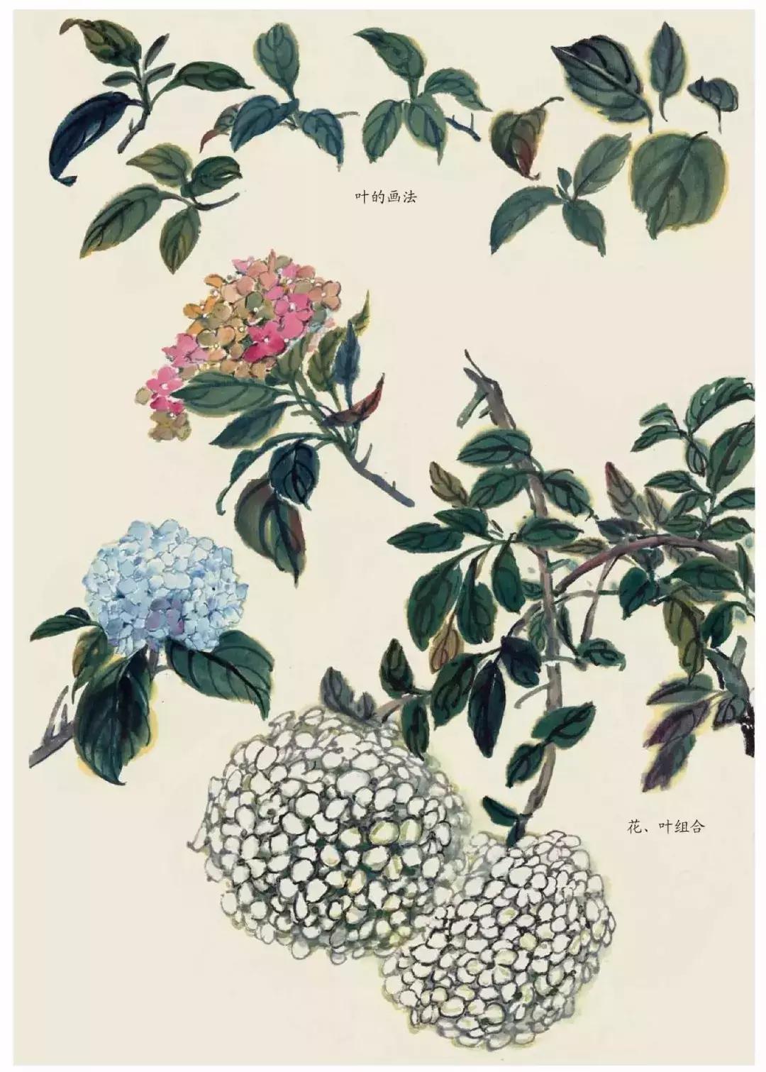 国画中各种花卉的画法,国画花卉画法步骤视频教程