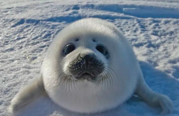 雄黄粉和雄黄驱蛇粉是一样的吗,原来蛇不怕雄黄而是这几样东西