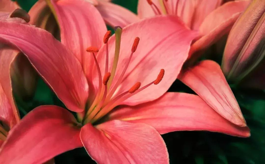 潘通流行色是怎么确定的,潘通官网2021流行色亮黄色