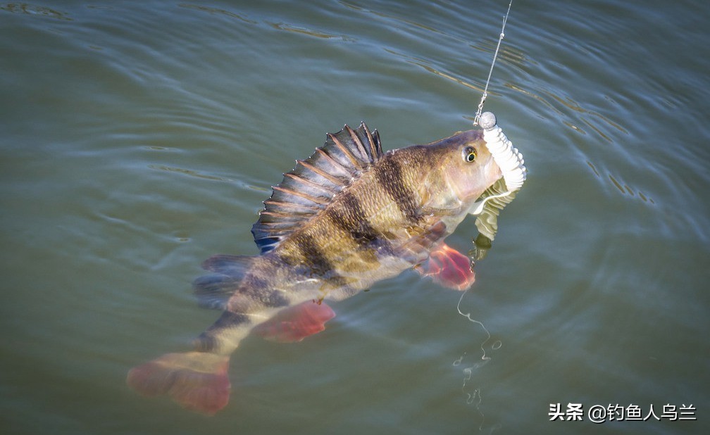 岸边钓鱼爱挂底？试试根钓，路亚中最好玩的钓法