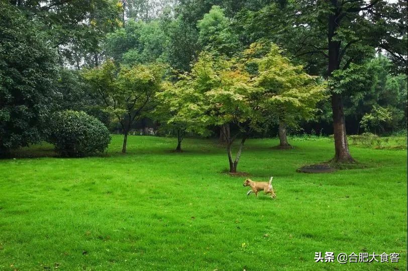 别问了！安大北门真没啥好吃的