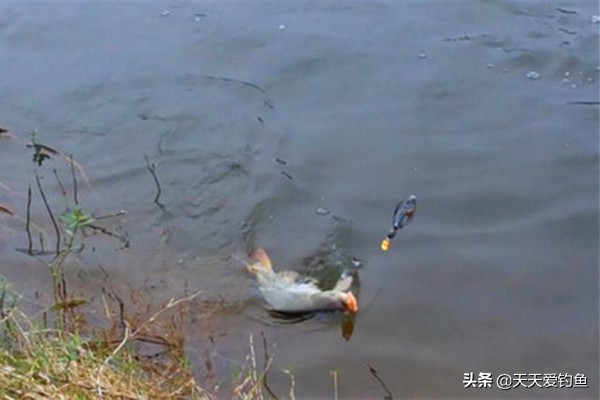 珠珠钓鱼法技巧,用珠珠钓鱼怎么钓离底