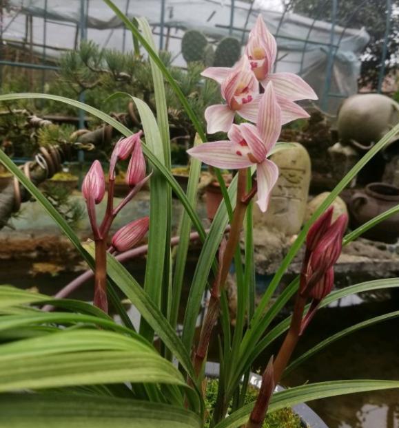 兰花换盆分株的最佳时间和方法,老花匠养花技术视频