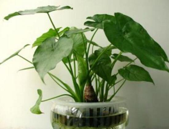 滴水观音夏天怎么养,滴水观音冬天养殖方法和注意事项