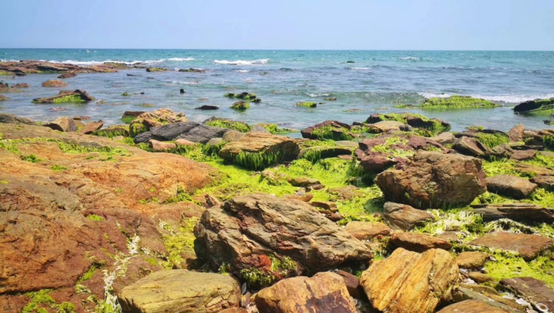 惠州檀悦豪生度假酒店附近赶海,2024年惠州赶海的最佳地方