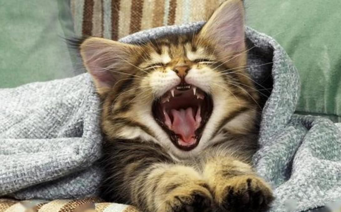 猫为什么爱磨下巴,猫为什么爪子挠沙发