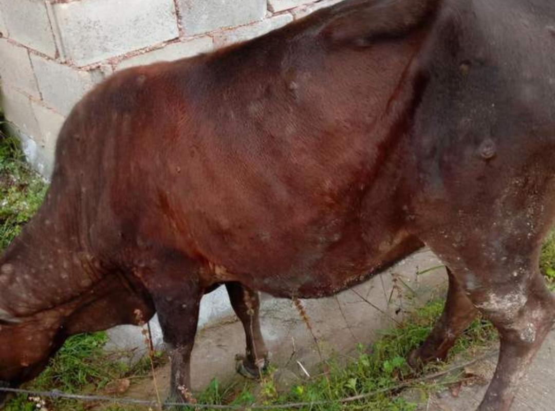 牛结节病水肿用什么药治愈,牛结节病高烧41度用什么药治疗