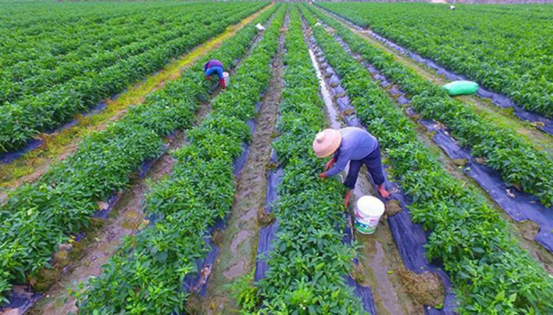 耕地建房拆除有补偿吗,在自家耕地上建的房子拆迁赔偿吗