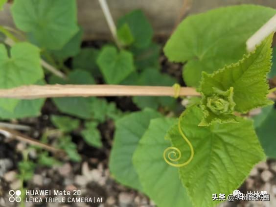 在非洲工作生活是怎样一种体验？点亮尼日利亚