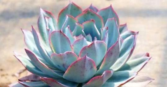 这7种多肉,仙气十足,让你越养越上瘾