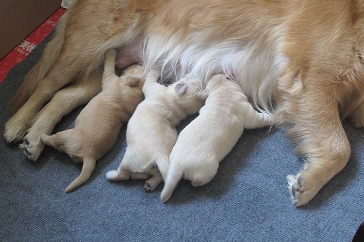 母狗怀孕之后的护理,母狗生狗崽后有什么注意事项