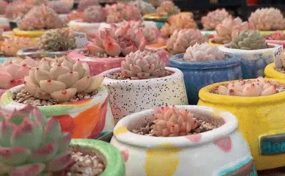 80后夫妻卖房来大理养30万盆多肉,80后夫妻卖房养多肉