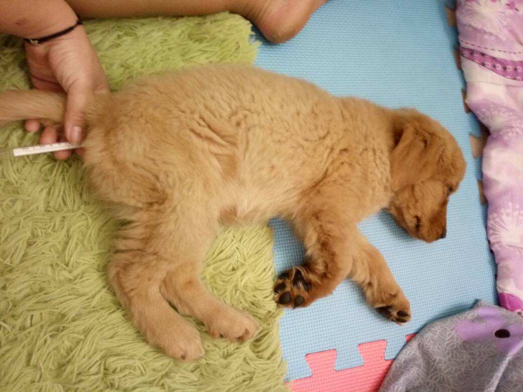 主人为给宠物狗治病花费40万,宠物生病了喂它吃药有错吗