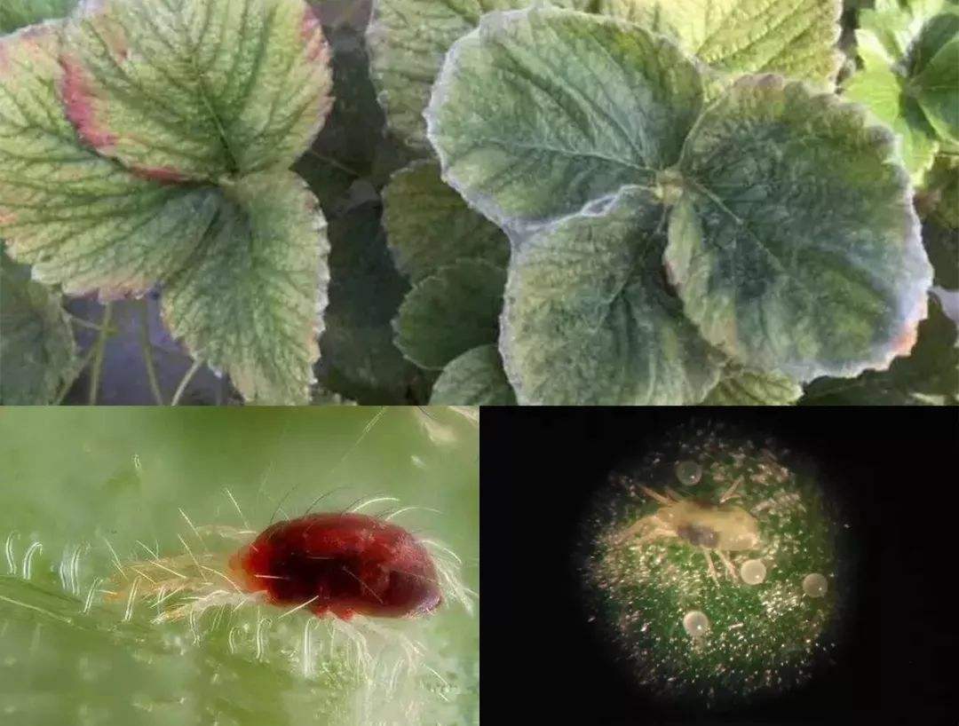 农业黑科技，磁化水如何让草莓延长采摘2个月？想知道吗？