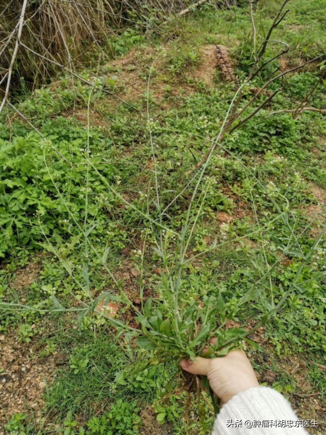 荠菜煮鸡蛋你吃了吗,荠菜煮鸡蛋吃了好不好