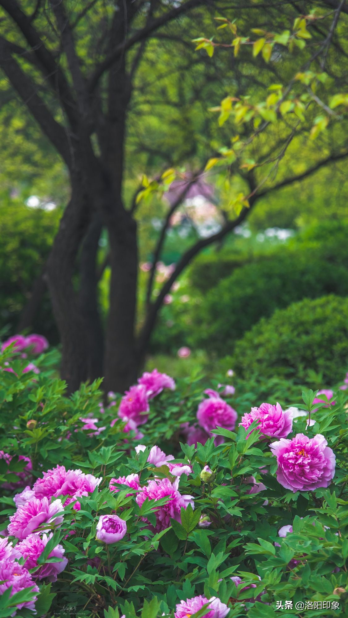 国花雍容华贵牡丹花,雍容华贵富贵牡丹