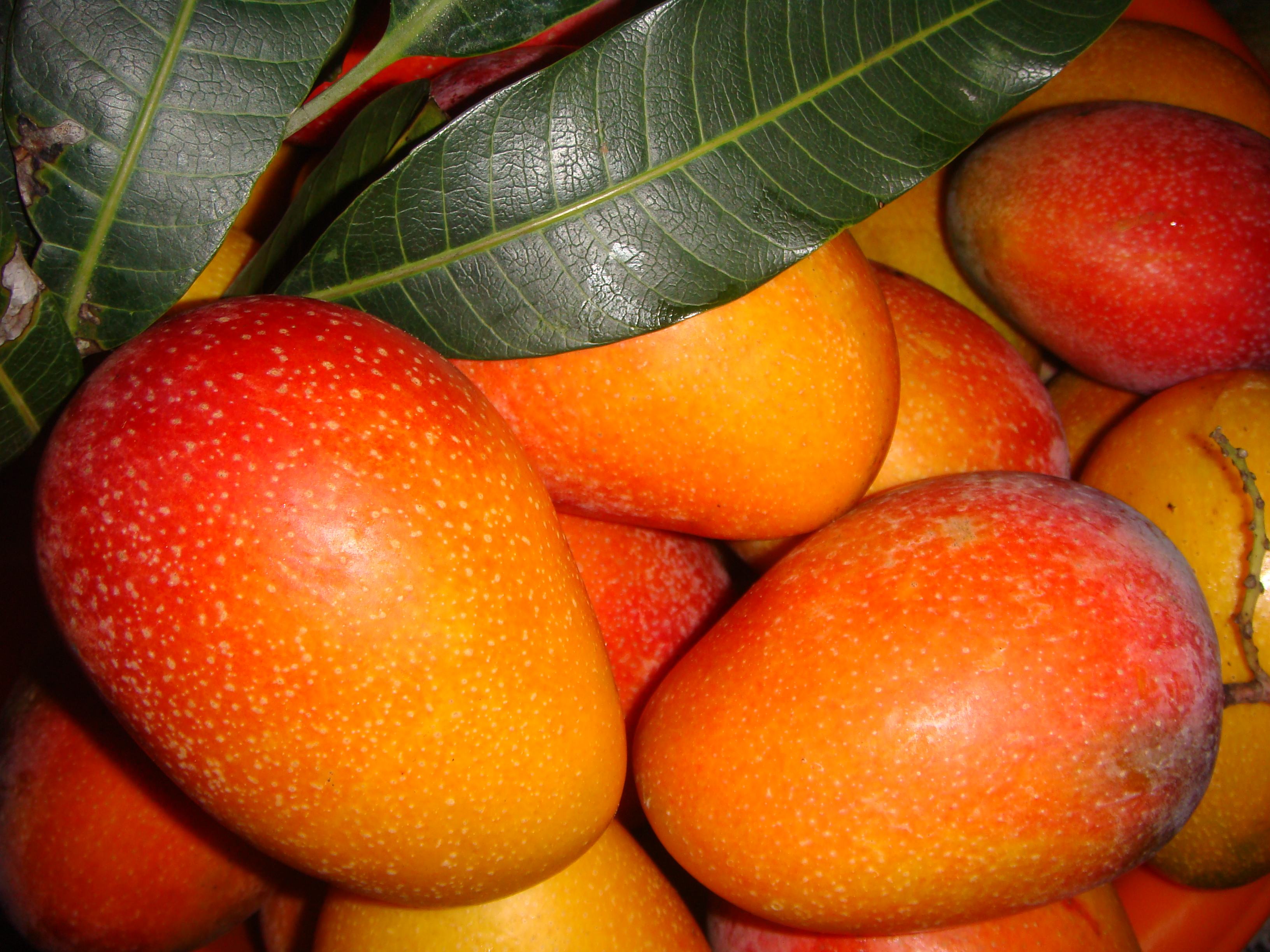 三亚种芒果,三亚种植芒果的有利条件