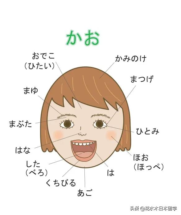 日语身体部位的惯用句,猪的各个部位用日语怎么表达