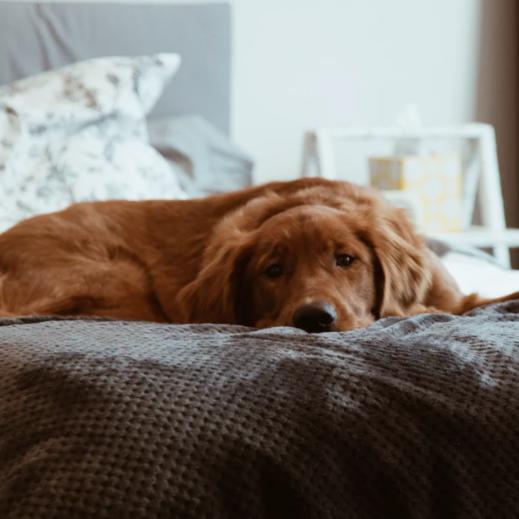 狗狗爪子受伤用什么药,狗狗的爪子受伤了怎么处理