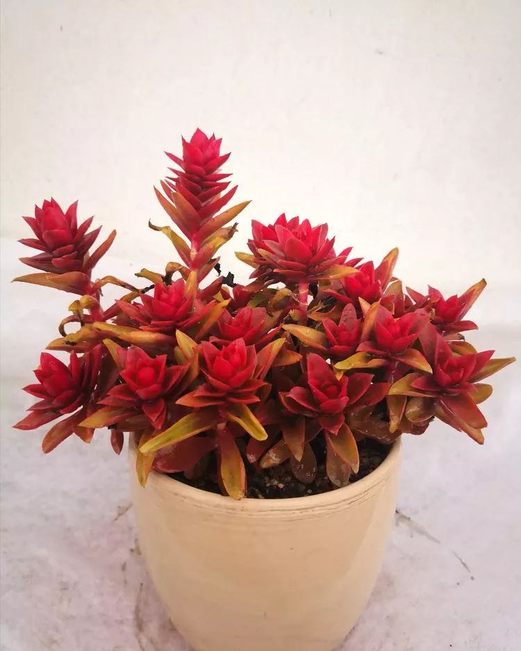 最美的20种多肉,15种最美的多肉