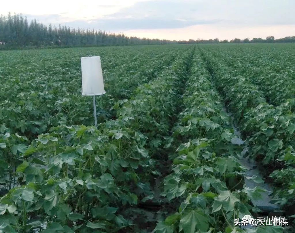 农作物病虫害情报第十期,2022年病虫情报第四期