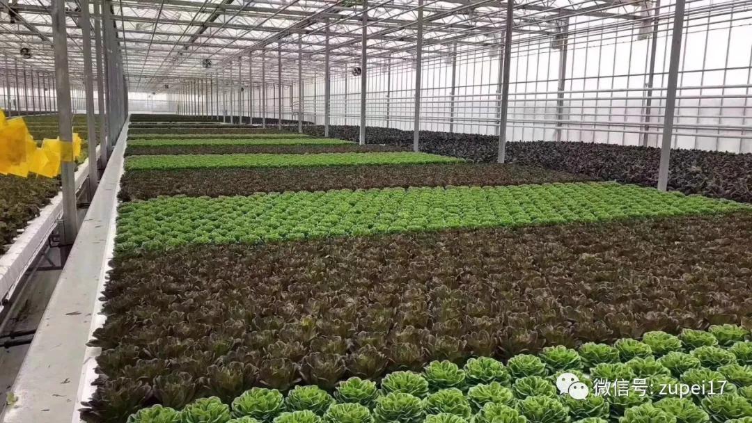 塑料圆拱形大棚,拱形温室大棚