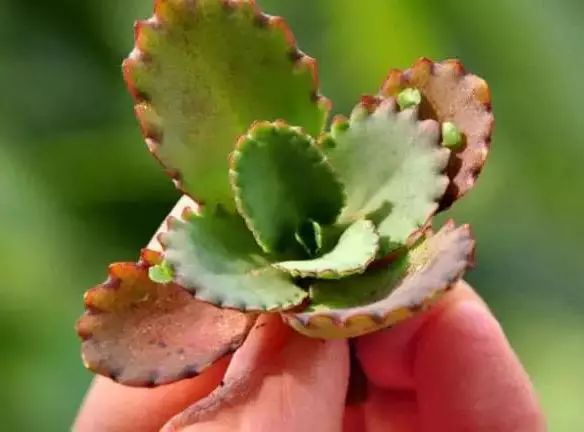 多肉早安图片大全,多肉大全100图