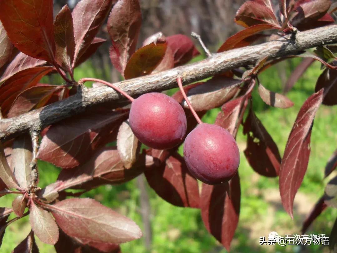 草莓上的小麻点是种子吗,草莓上的小麻点是什么呢