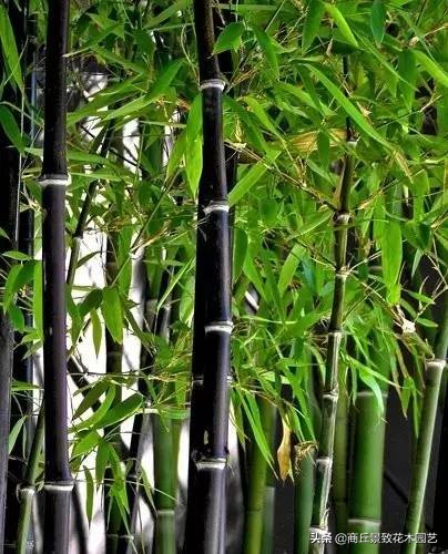 竹子大全,各种竹子大全