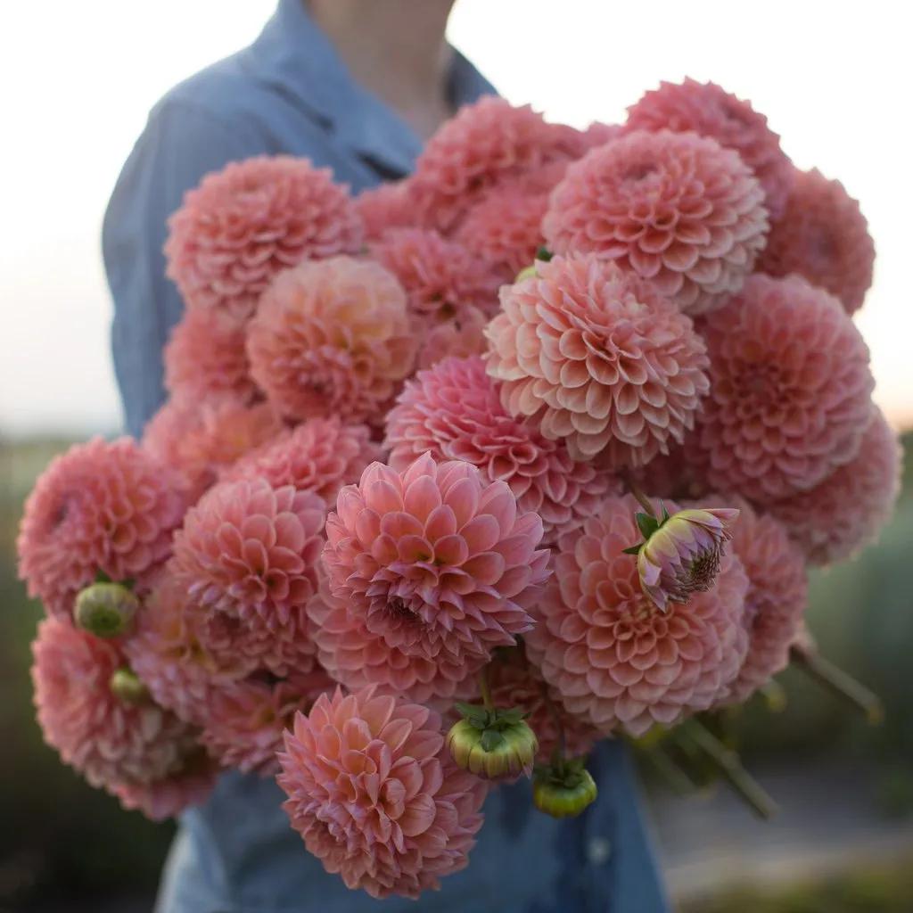 大丽花秋天要起球吗,大丽花怎样越长越好