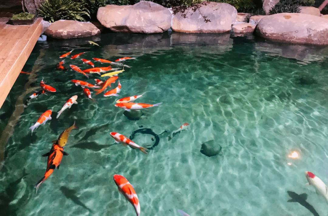 锦鲤鱼池下过滤池底粪便如何清除,锦鲤鱼池过滤系统十大注意事项