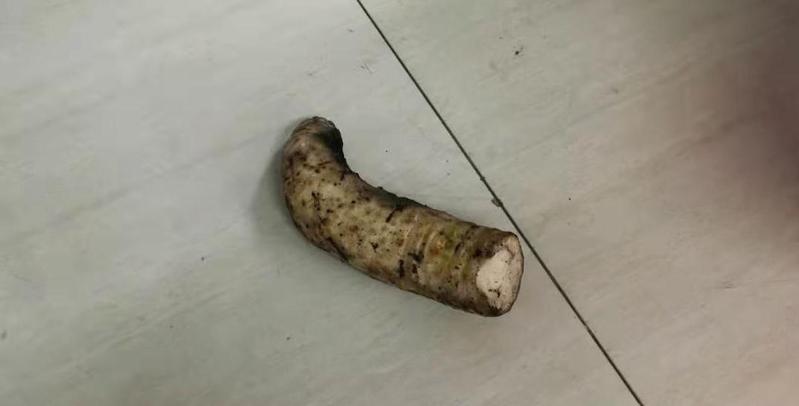 野生的大野芋为什么有毒,野芋中毒吃什么