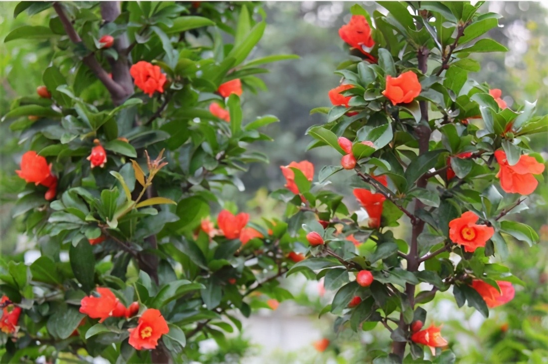 石榴花盆栽教程,石榴开花换盆后怎么养
