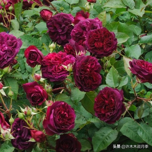 比较香又好养的月季 (颜值高又好养的月季适合阳台党的)