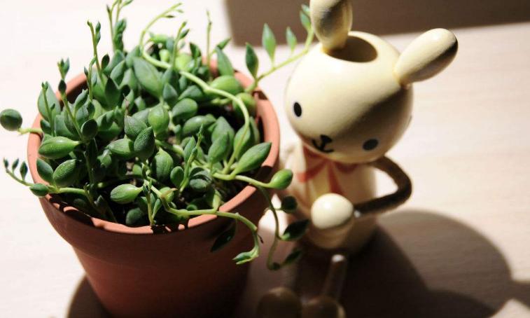 佛珠吊兰怎么养能爆盆,佛珠吊兰怎么养才能更旺盛