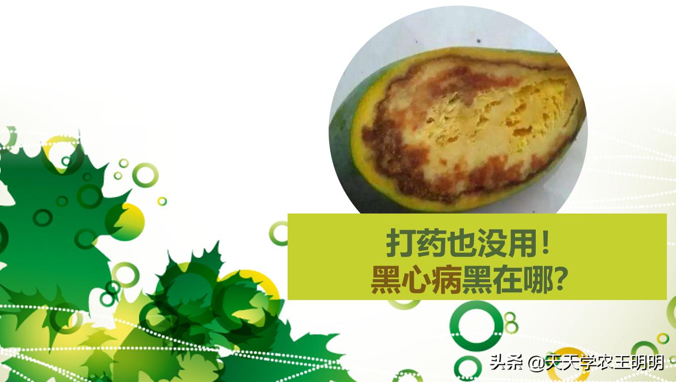 芒果炭疽用什么药,芒果炭疽