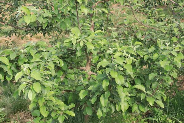 苹果树环切的正确方法,苹果树环切教学