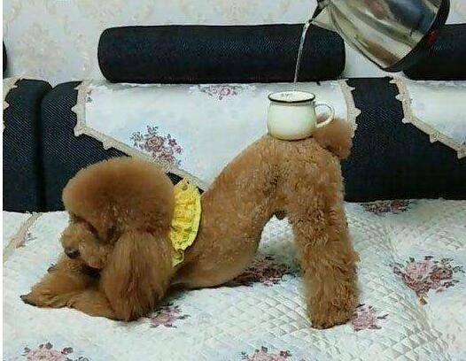 泰迪智商排名跌出前十,泰迪犬为什么那么凶残