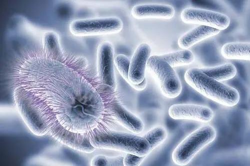 精油能抗什么病菌,精油抗病毒小妙方