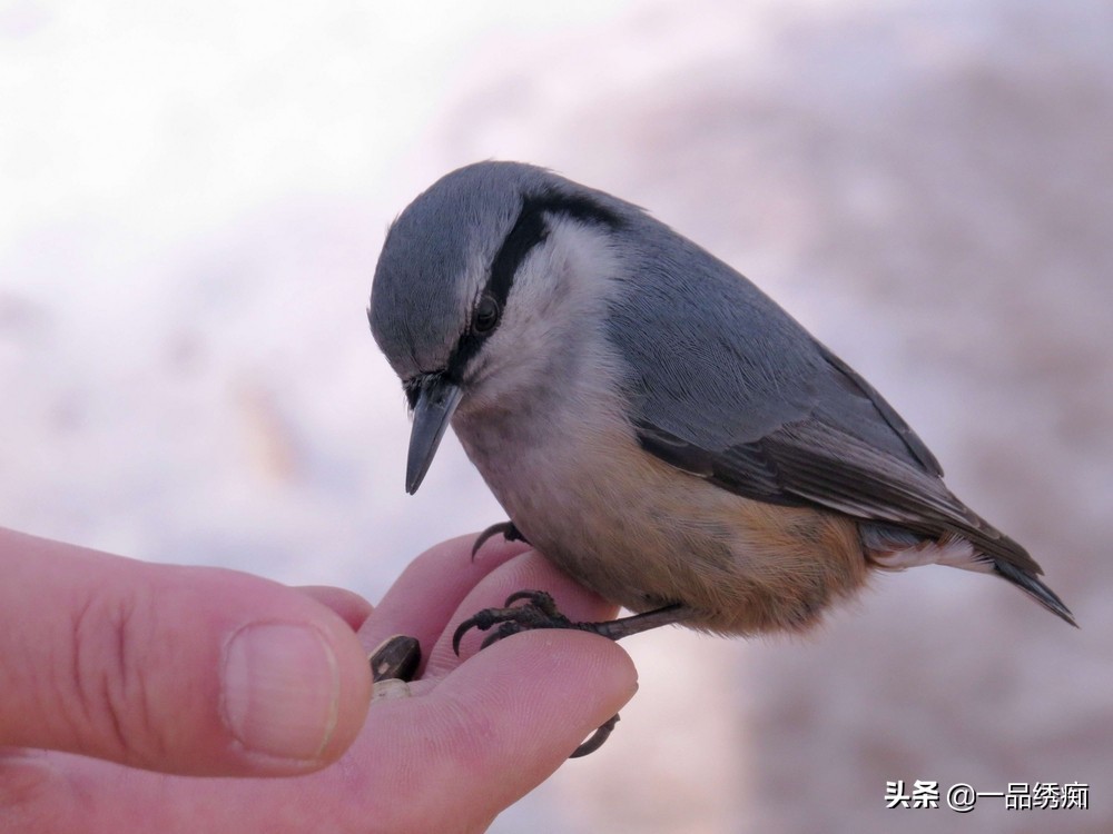 鸟类名字生僻字,带有鸟字的生僻字