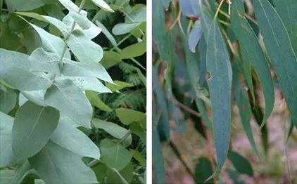 消除炎症的精油有哪些成分,十大必备的精油有哪些