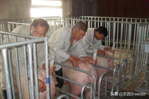 母猪发情鉴定及最佳配种时间判断，养母猪必会发情鉴定和适时配种