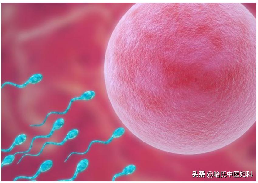 备孕期间如何让卵泡长得更快,卵泡长不大怎么办如何促排卵