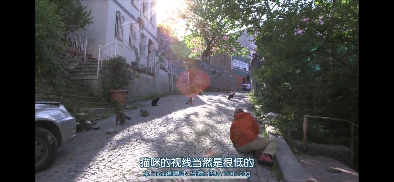 大家都在争抢猫爪杯？吸猫的最高境界，带着摄影机“猫步走天下”